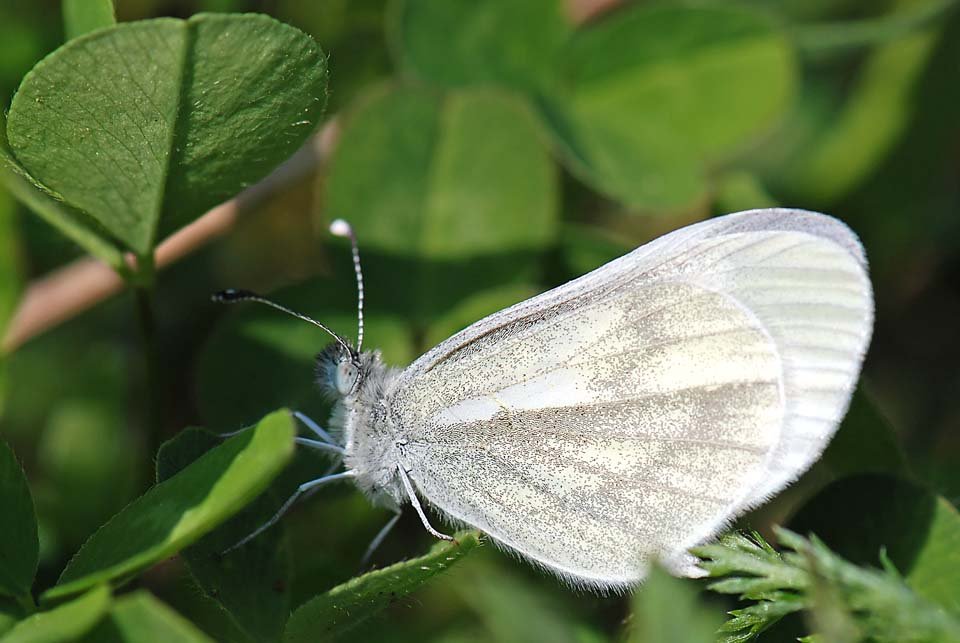 Leptidea sinapis   Prealpi Vicentine